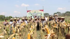 Panen Raya Jagung Serentak, Polres Nganjuk Sumbang 10 Ton di Kuartal III 2025