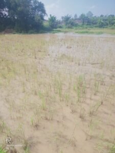 Petani Desa Pagintungan Desak Pemerintah Serius Tindak Limbah Tambang Pasir PT BHT yang Cemari Sawah