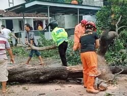 “Respon cepat Kapolsek Ngronggot bersama BPBD pemdes Kaloran evakuasi pohon Tumbang di bulakmiri