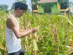 BUMDes Berkarya Desa Sumur Bandung Gelar Panen Raya Jagung