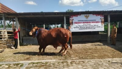 Sapi Limosin 1,06 Ton Milik Peternak Muda Nganjuk Dibeli Presiden Prabowo Untuk Kurban Idul Adha