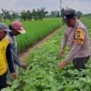 Bhabinkamtibmas Jatikalen Pantau Budidaya Terong di Tengah Hamparan Padi