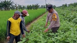 Bhabinkamtibmas Jatikalen Pantau Budidaya Terong di Tengah Hamparan Padi