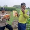 Dukung Swasembada Pangan, Bhabinkamtibmas Polsek Nganjuk Kota Bagikan Benih Jagung Bhayangkara kepada Petani